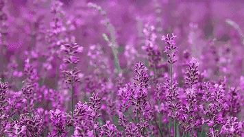 优美文案100句【七】幸运(图10)