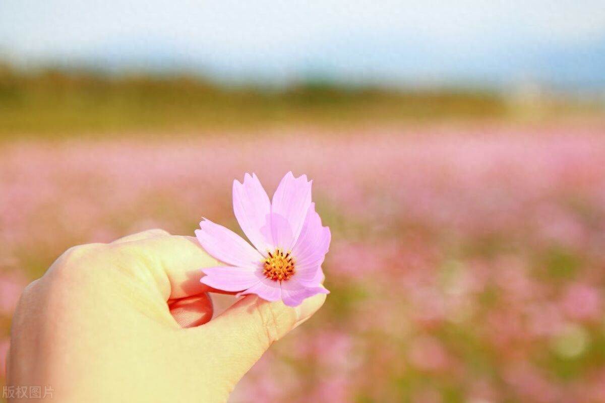 20句简短走心的阳光文案，不属于我的东西，我不要(图2)