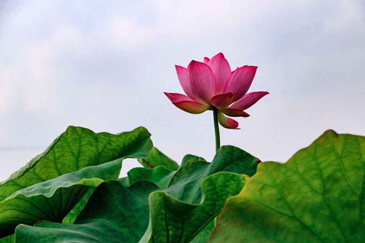 老人留下来勤俭持家的100句俗语，好好看看！（建议收藏）(图3)