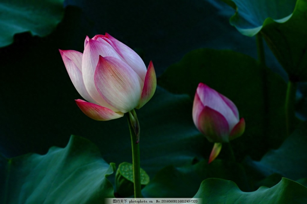 老人留下来勤俭持家的100句俗语，好好看看！（建议收藏）(图9)