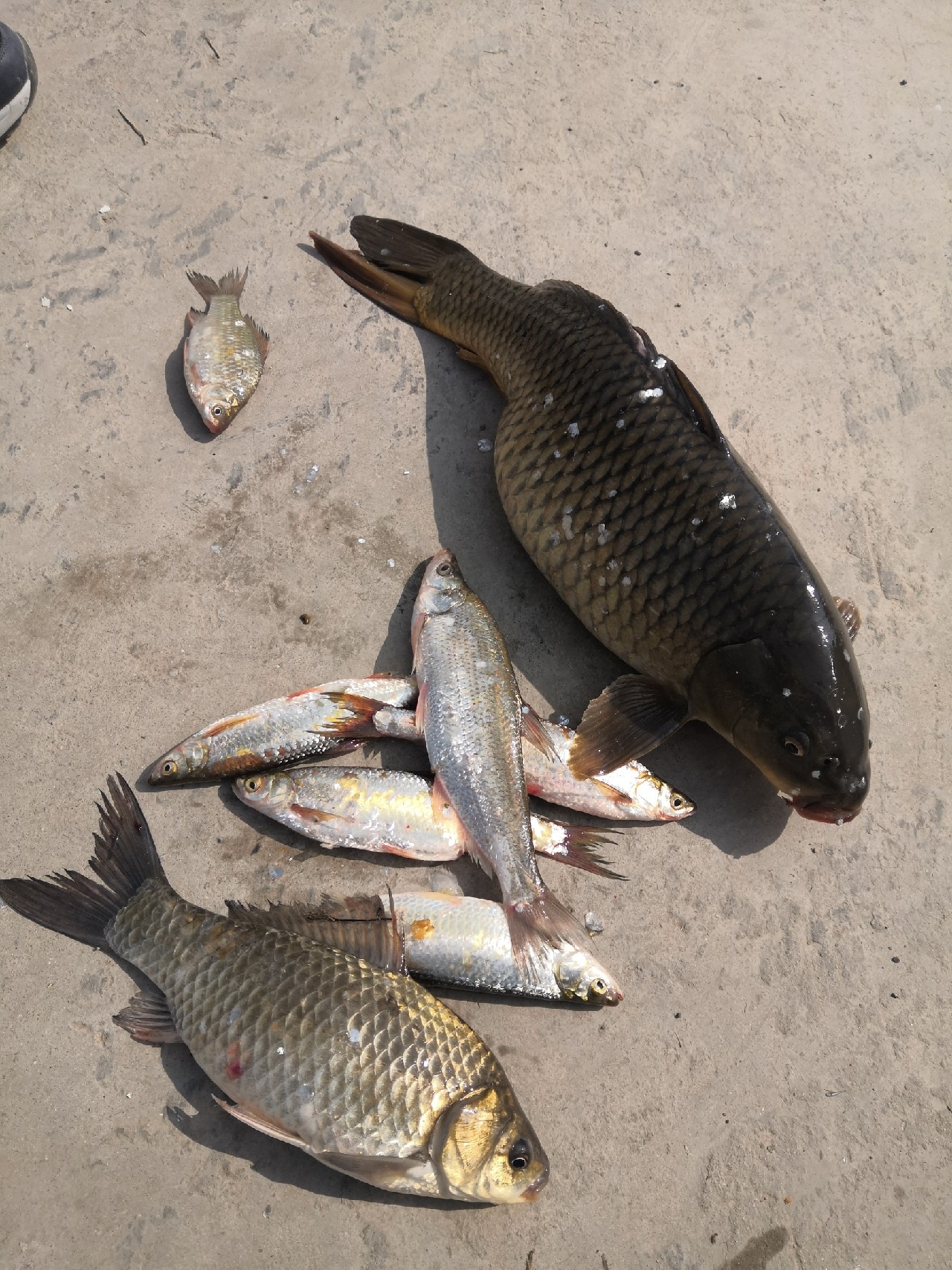 垂钓中探索人生，时刻不忘钓鱼人精神可贵(图5)