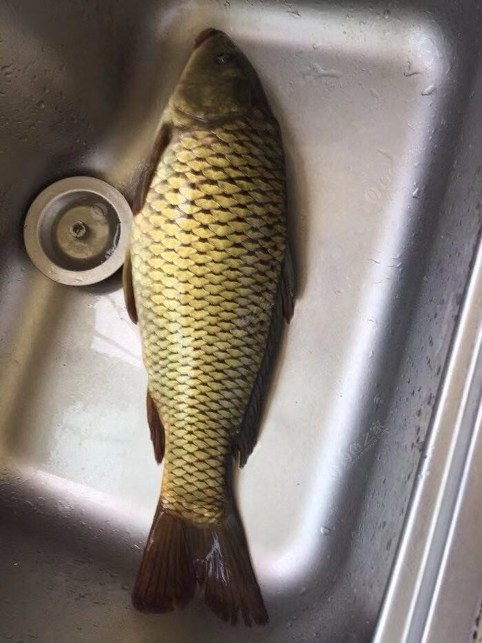 垂钓中探索人生，时刻不忘钓鱼人精神可贵(图10)