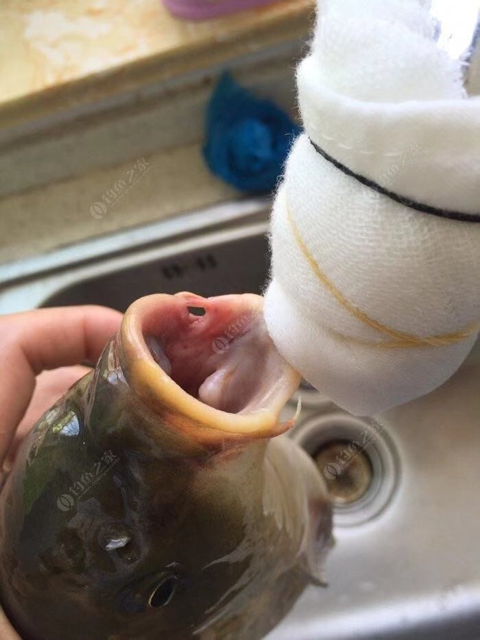 垂钓中探索人生，时刻不忘钓鱼人精神可贵(图11)