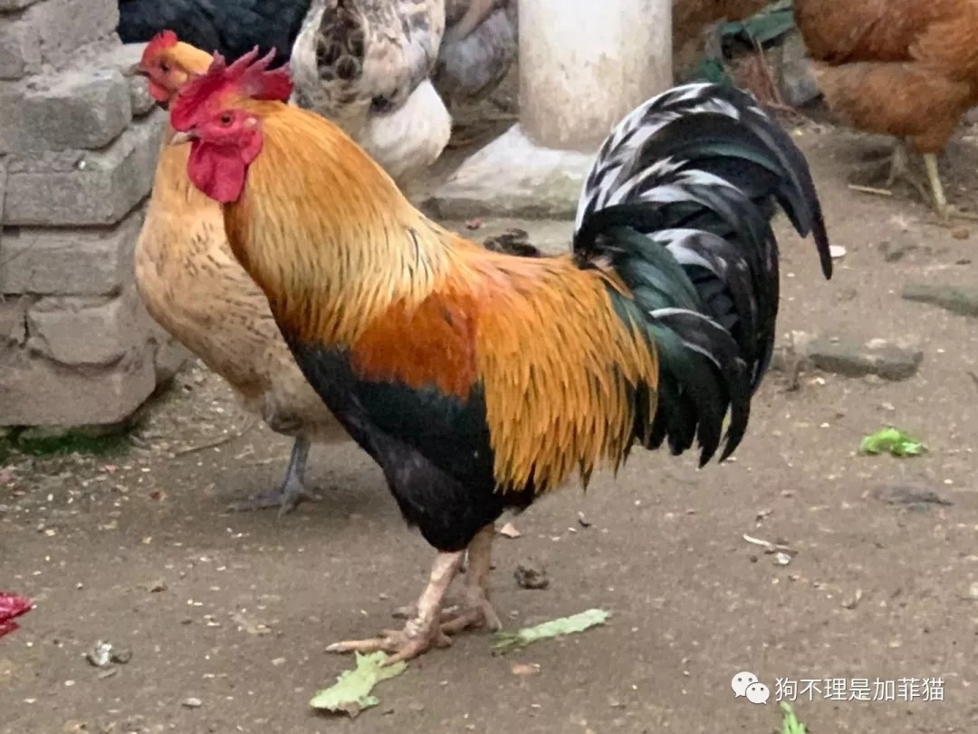 垂钓中探索人生，时刻不忘钓鱼人精神可贵(图14)