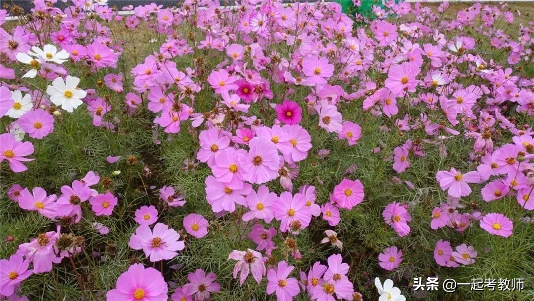 这些教育名言都可当座右铭，只有老师才能体会其中深意(图2)