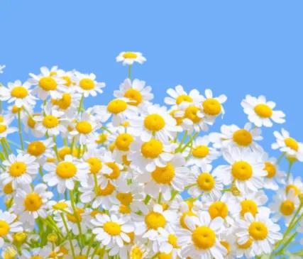 女孩子最喜欢的不油腻的情话短句 甜而不腻的表白句子(图1)