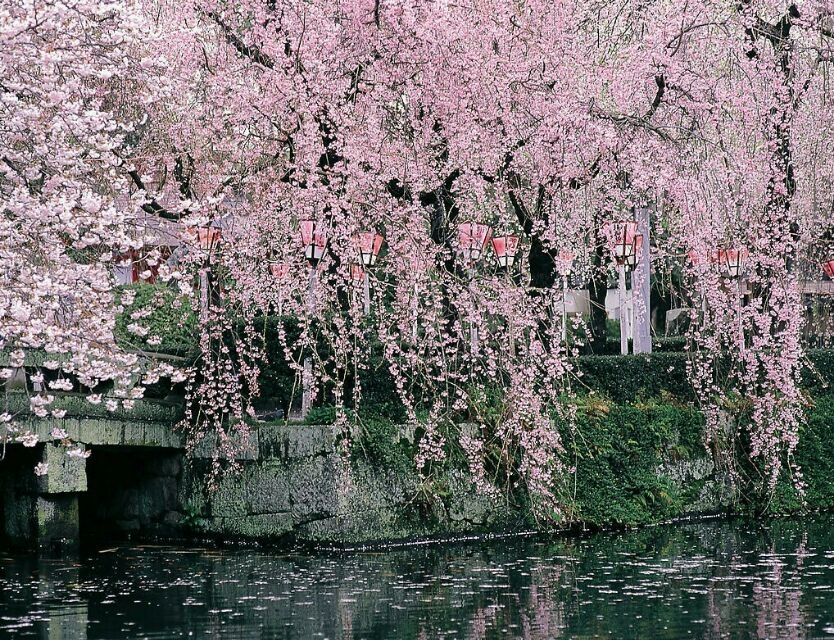 既“腻人“又“撩人”的土味情话(图1)