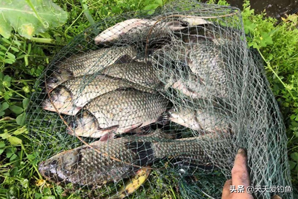 春季钓鱼有绝招：春季如何钓更多的鱼？看看这些谚语就知道了(图1)