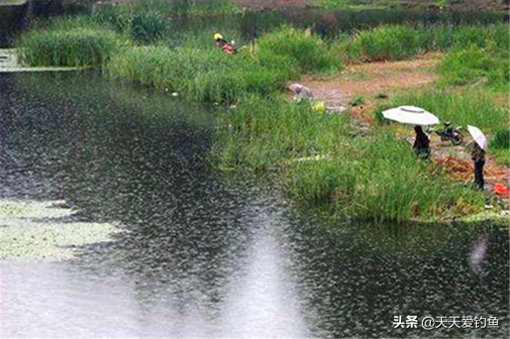 春季钓鱼有绝招：春季如何钓更多的鱼？看看这些谚语就知道了(图3)