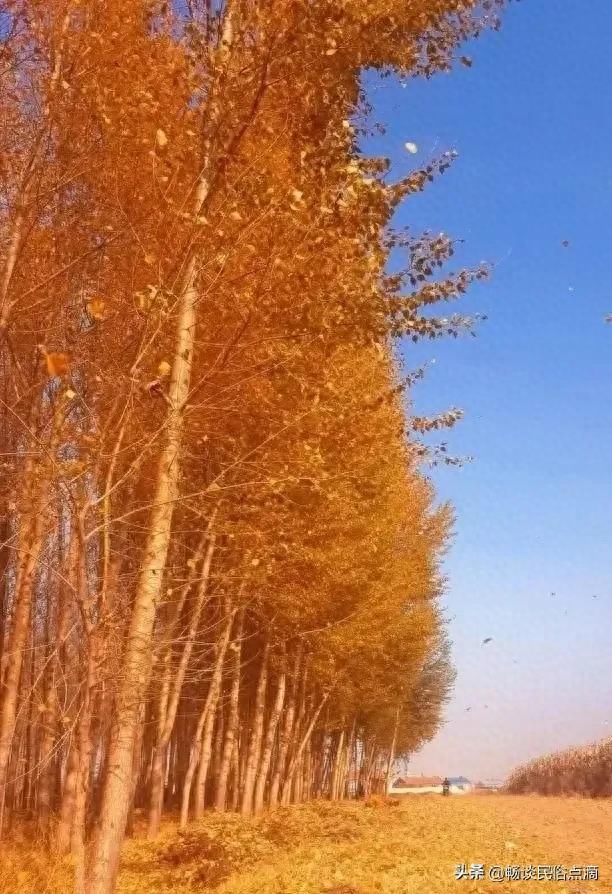 今年是寒冬吗？今天大雪节气有答案！看看古人的谚语怎么说(图4)