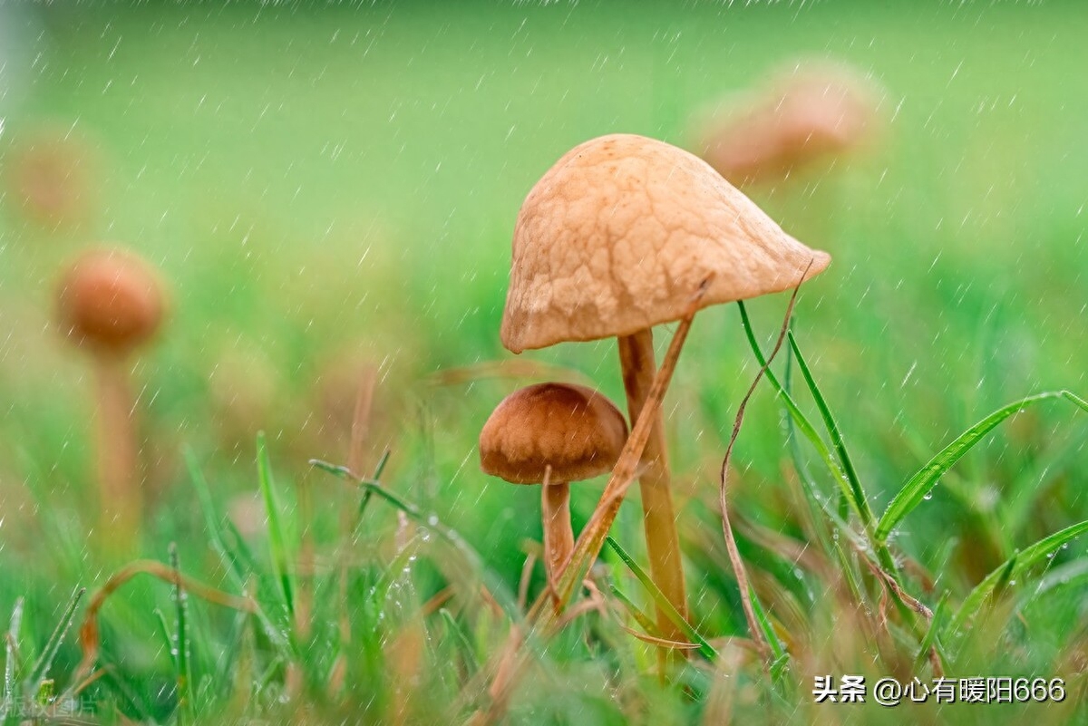 妈妈写给17岁儿子的一封信，母子情深的句子，相处之道，图片唯美(图1)