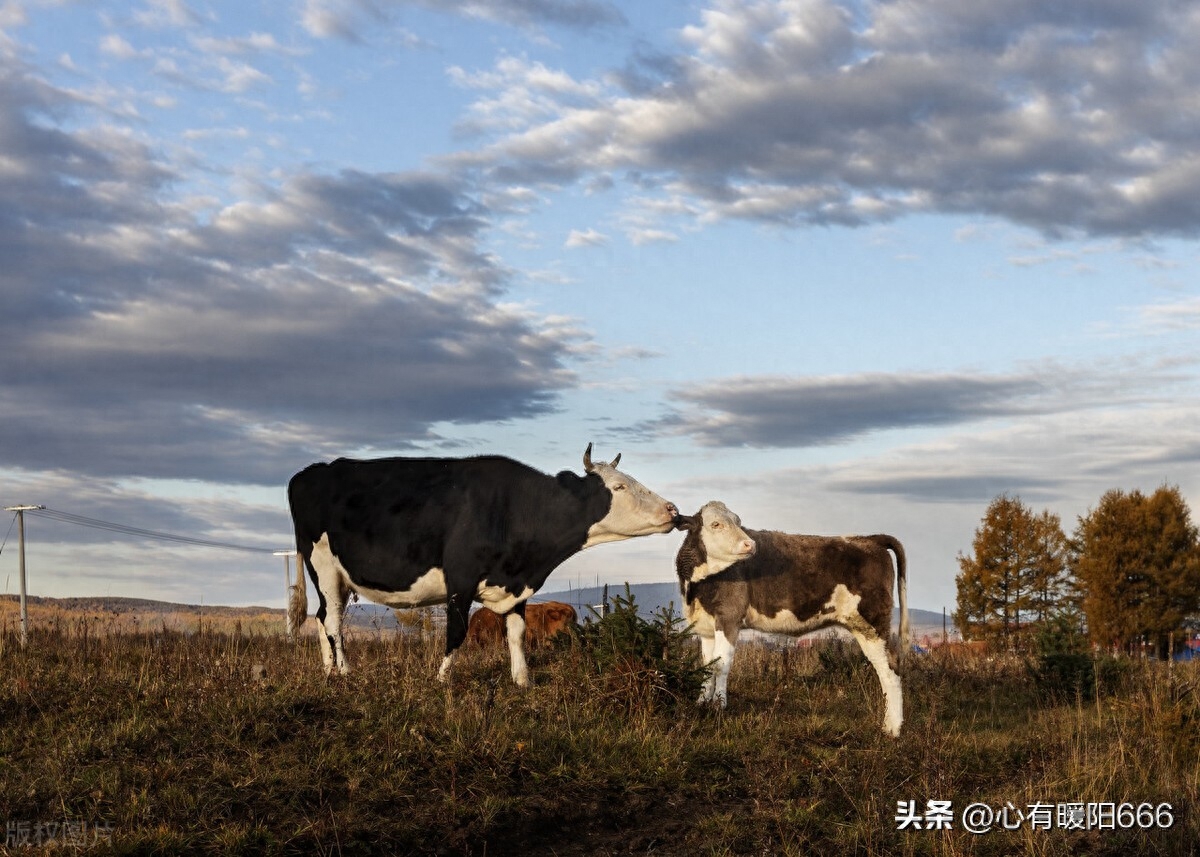 妈妈写给17岁儿子的一封信，母子情深的句子，相处之道，图片唯美(图5)