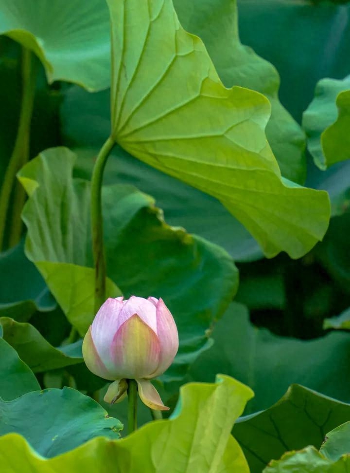 事不三思终有悔，人能百忍自无忧(图1)