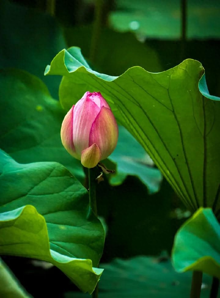 事不三思终有悔，人能百忍自无忧(图3)