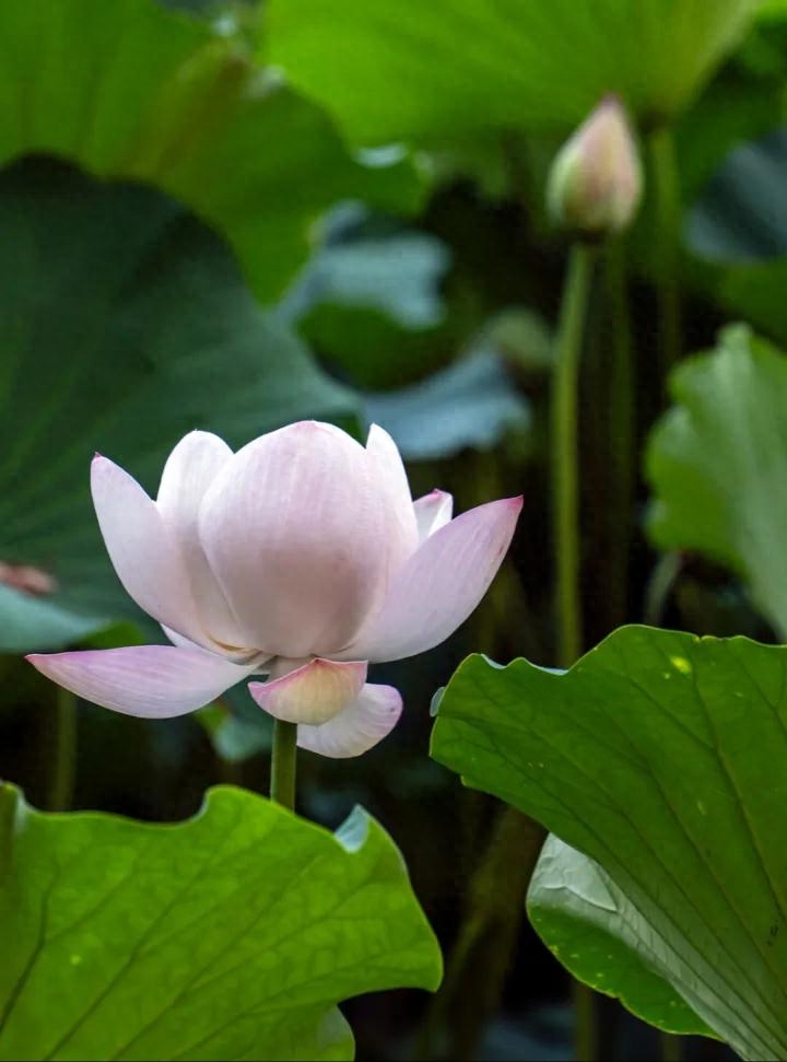 事不三思终有悔，人能百忍自无忧(图4)