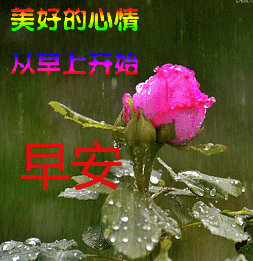 特别漂亮早上好祝福图片鲜花带字 早晨问候短信大全(图4)