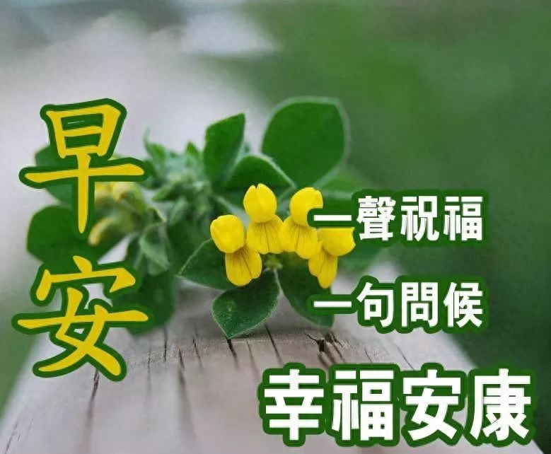 特别漂亮早上好祝福图片鲜花带字 早晨问候短信大全(图11)