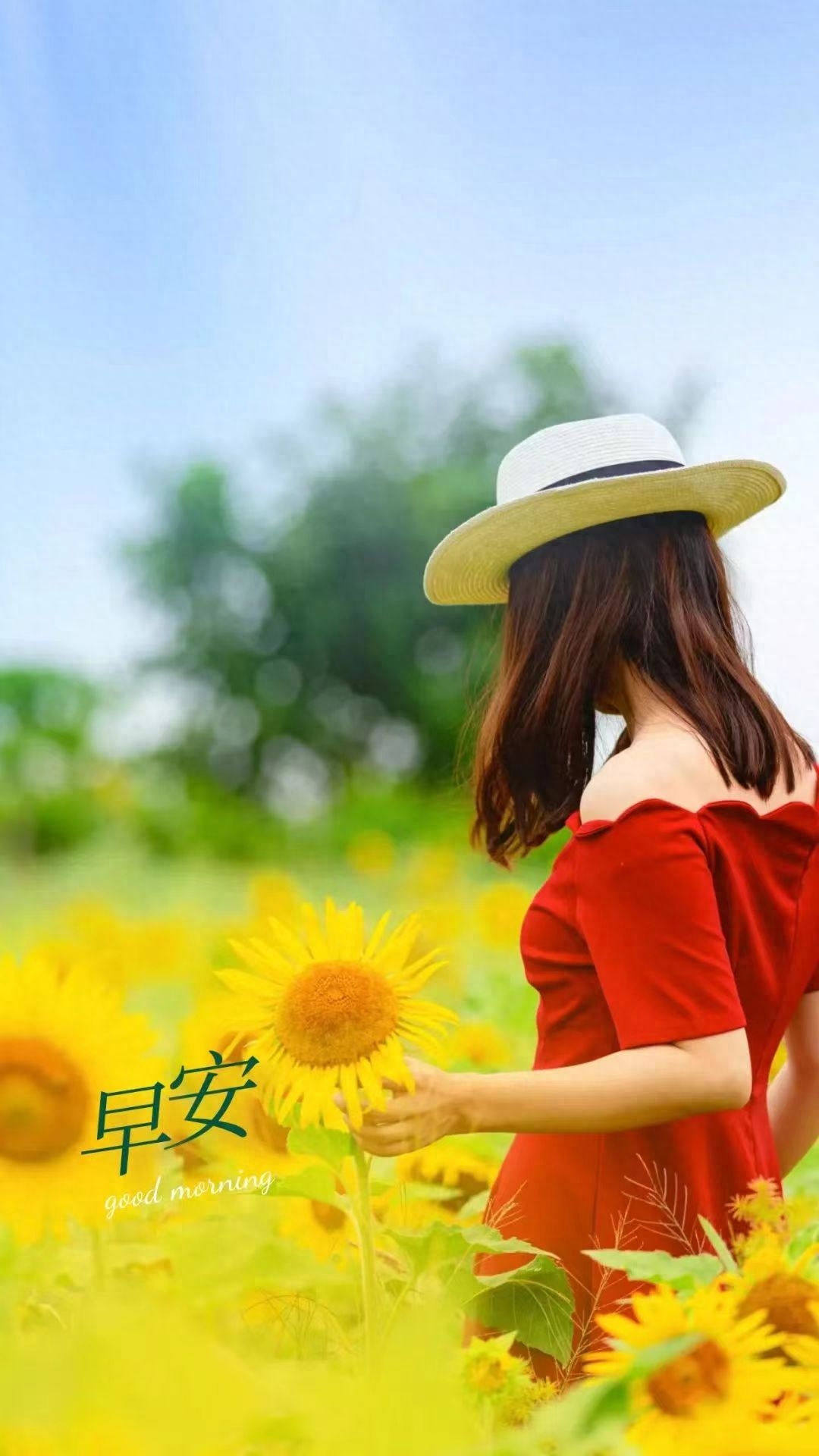 特别漂亮早上好祝福图片鲜花带字 早晨问候短信大全(图15)