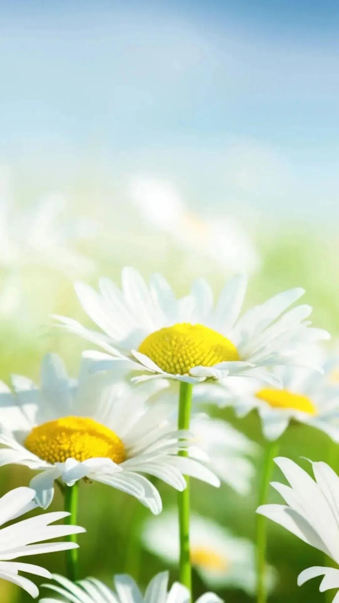 新的一天开始了，亲爱的，早安，经典励志唯美问候语(图3)