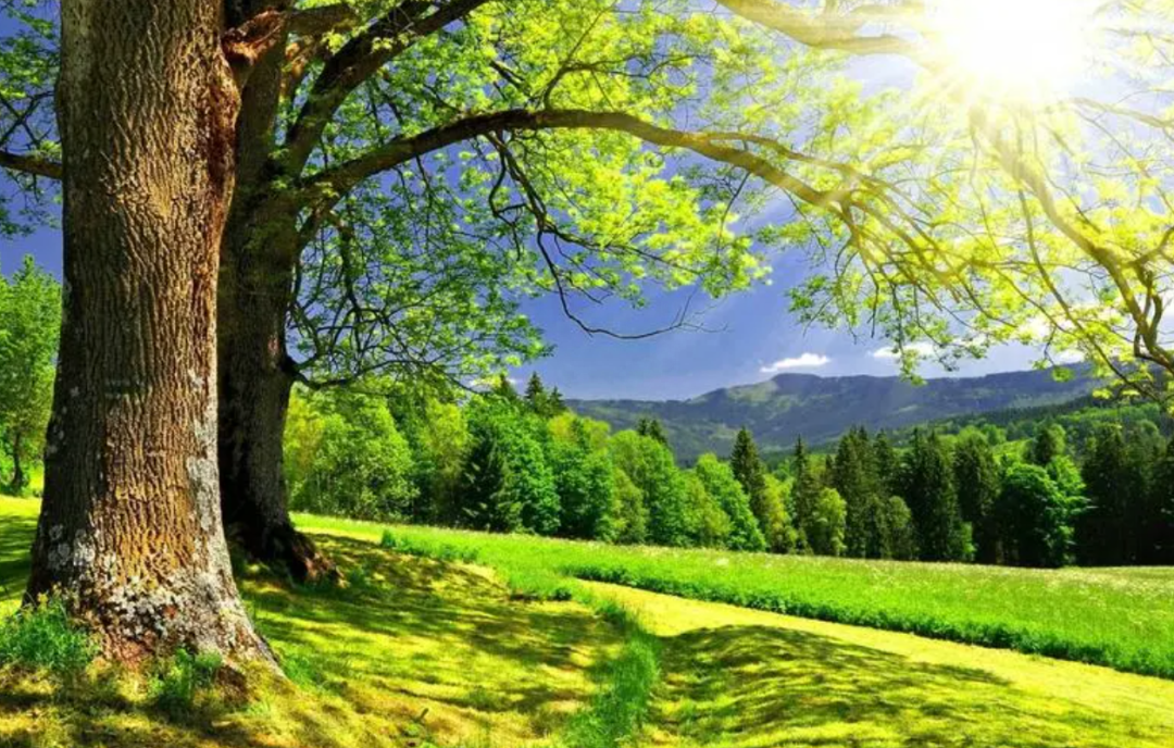 阳光文案短句干净治愈，一句温暖人心的话(图2)