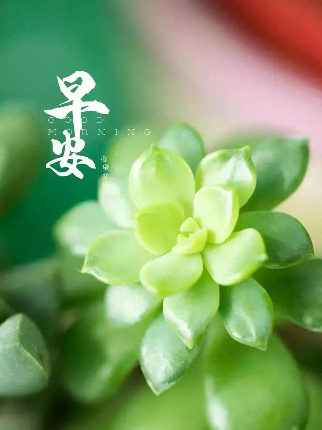 早安心语~问候是温暖的阳光，字字句句生花溢香(图3)