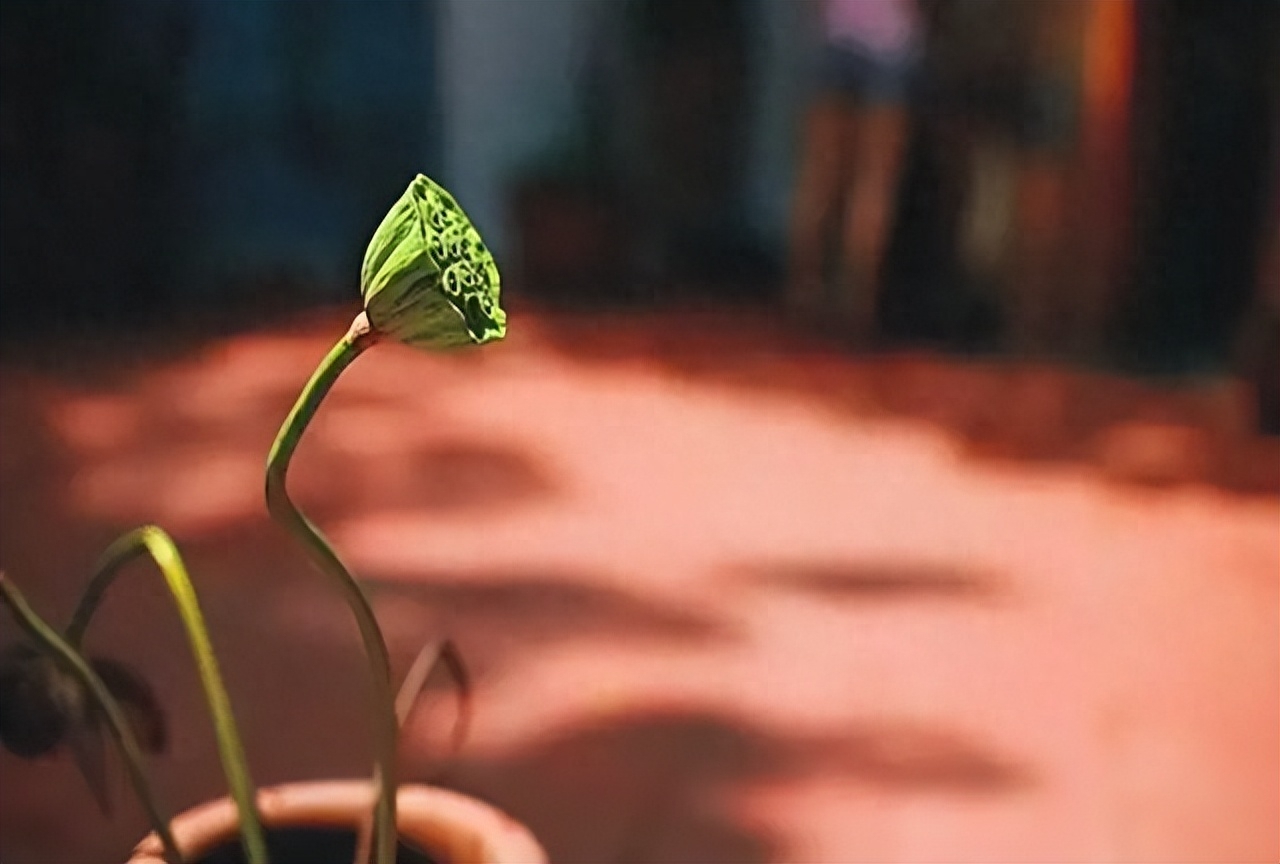 看淡一切释然的文案 看淡一切释然的句子简短(图2)