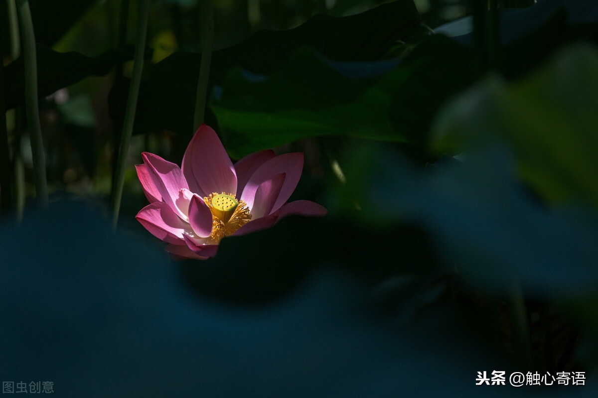 相识是缘，相知是缘，缘来如梦，缘散如风(图2)