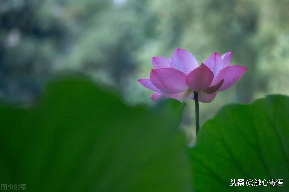 相识是缘，相知是缘，缘来如梦，缘散如风(图3)