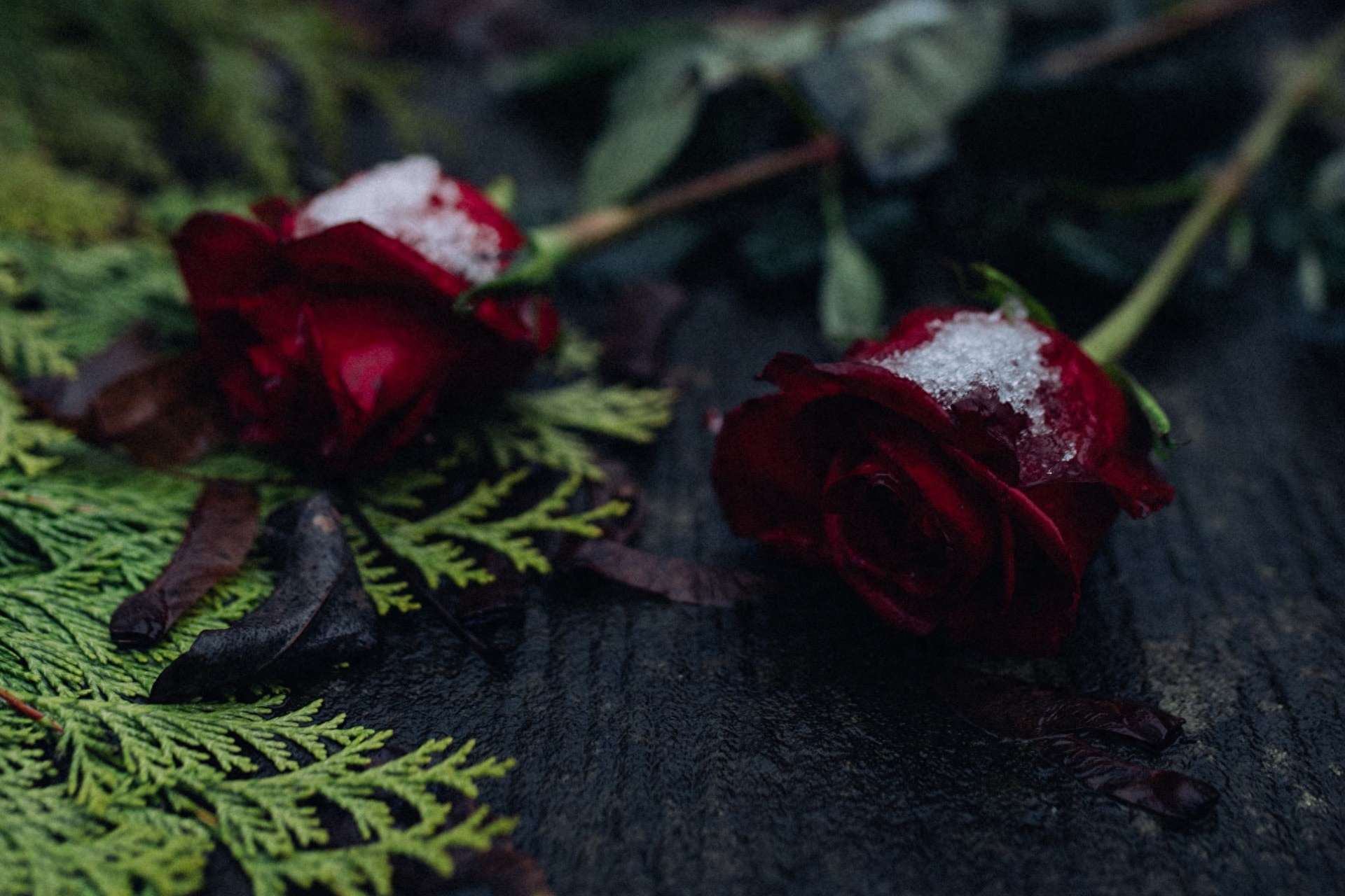 入心的情人，一生难忘(图2)