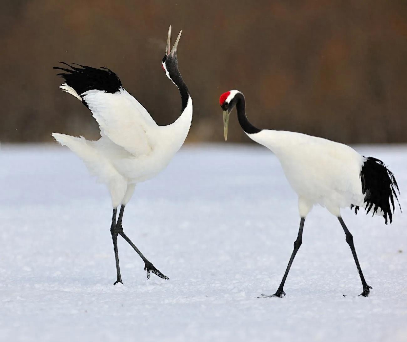 你始终是我红尘中最美的缘(图4)