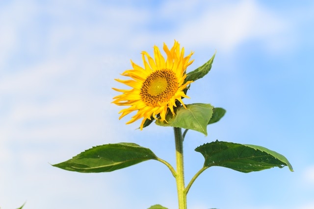 唯美句子短句励志语录(图4)