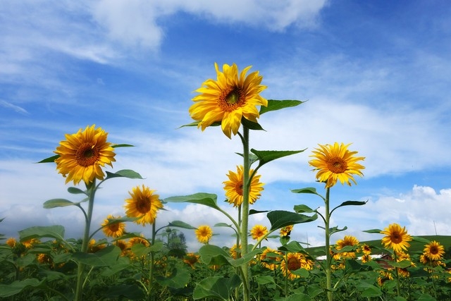 唯美句子短句励志语录(图6)