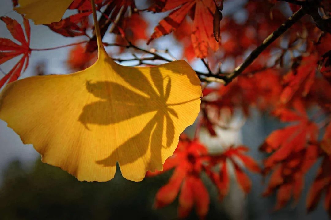 冬日暖阳的唯美治愈短句文案(图1)