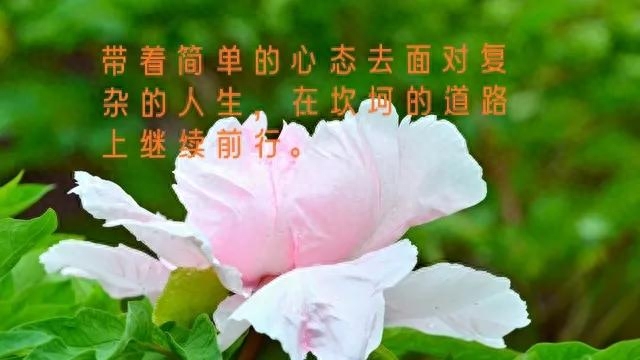 叶子20句经典人生感悟语句摘录（17）(图3)