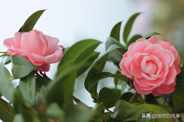 今日语录摘抄｜不是对不起，也不是我恨你，而是，我们再也回不去(图2)