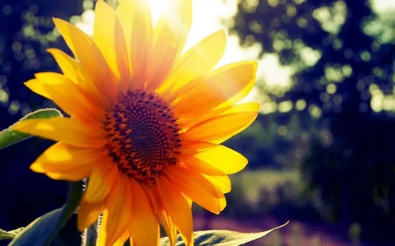 表示爱人不在身边想念的句子：思念如潮，相隔千里也牵挂着(图4)