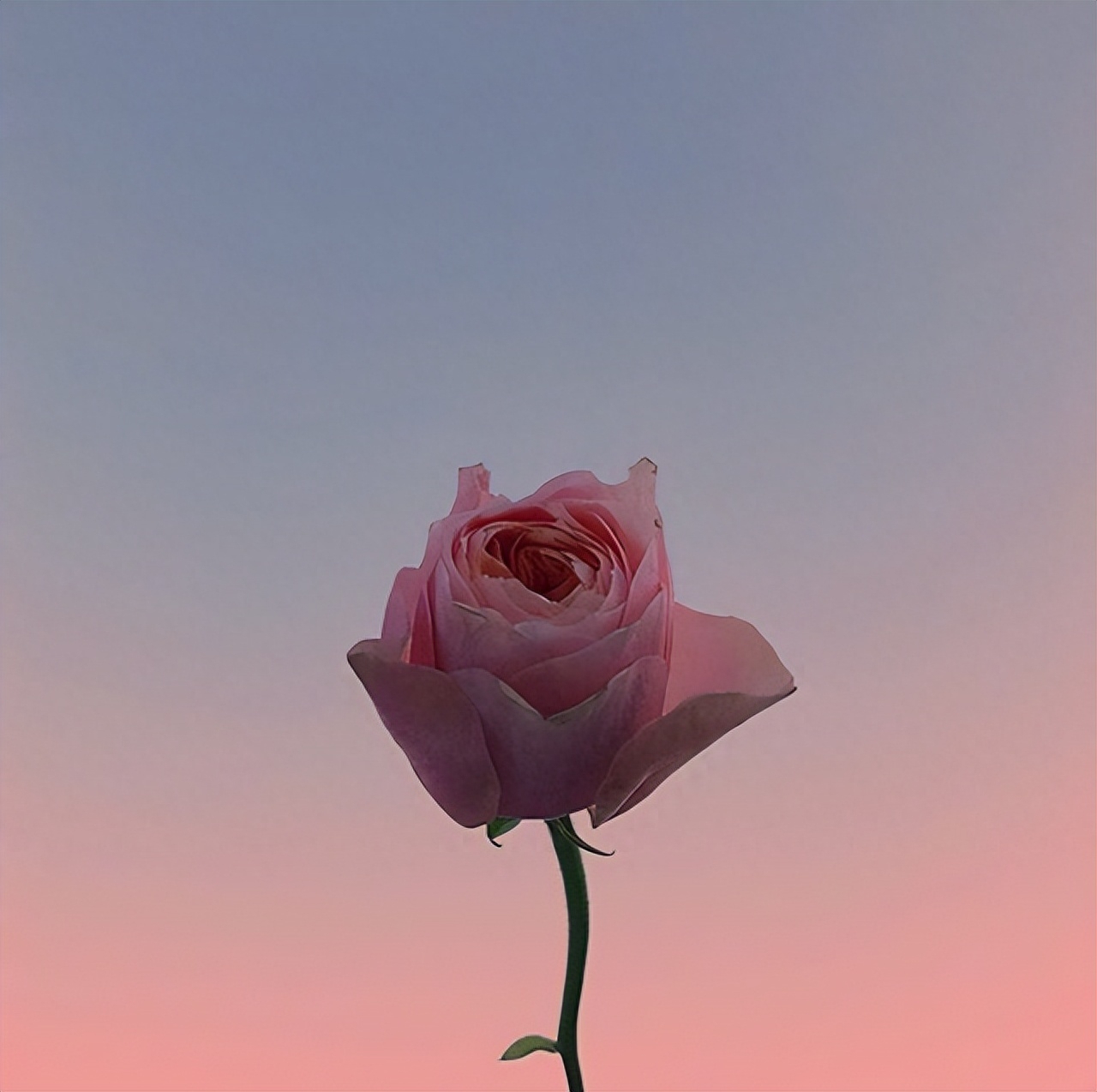 唯美动人的撩妹情话，句句甜到心坎里(图1)