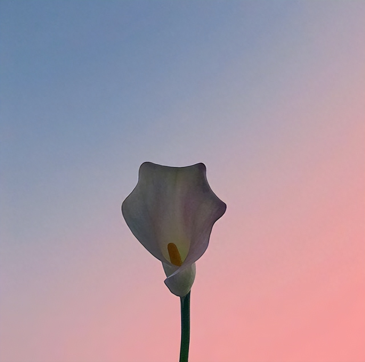 唯美动人的撩妹情话，句句甜到心坎里(图2)