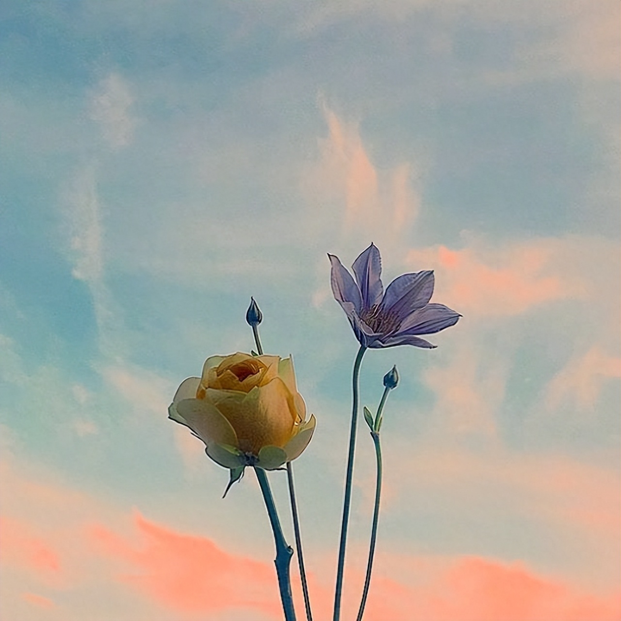 唯美动人的撩妹情话，句句甜到心坎里(图3)