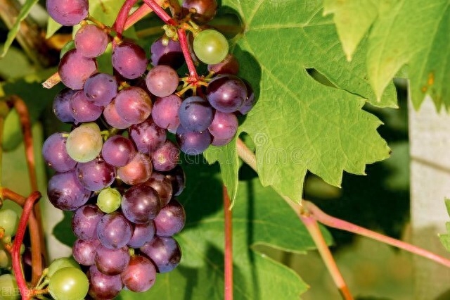 一架葡萄藤，一盏孤灯，一卷诗书，炎炎夏日里如汩汩清泉带来清凉(图1)