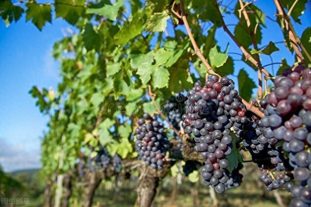 一架葡萄藤，一盏孤灯，一卷诗书，炎炎夏日里如汩汩清泉带来清凉(图2)