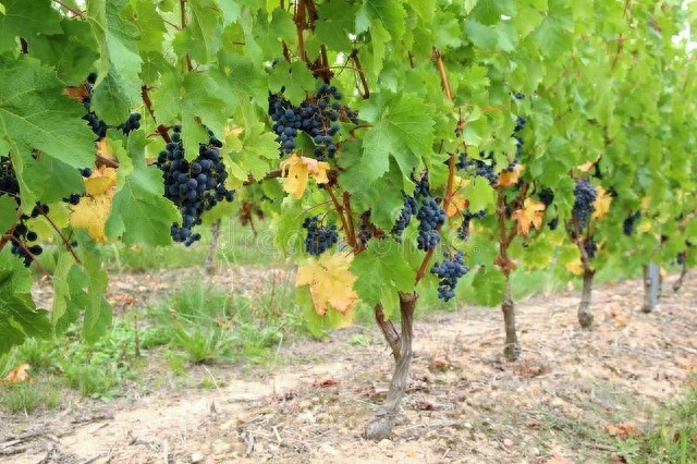 一架葡萄藤，一盏孤灯，一卷诗书，炎炎夏日里如汩汩清泉带来清凉(图7)