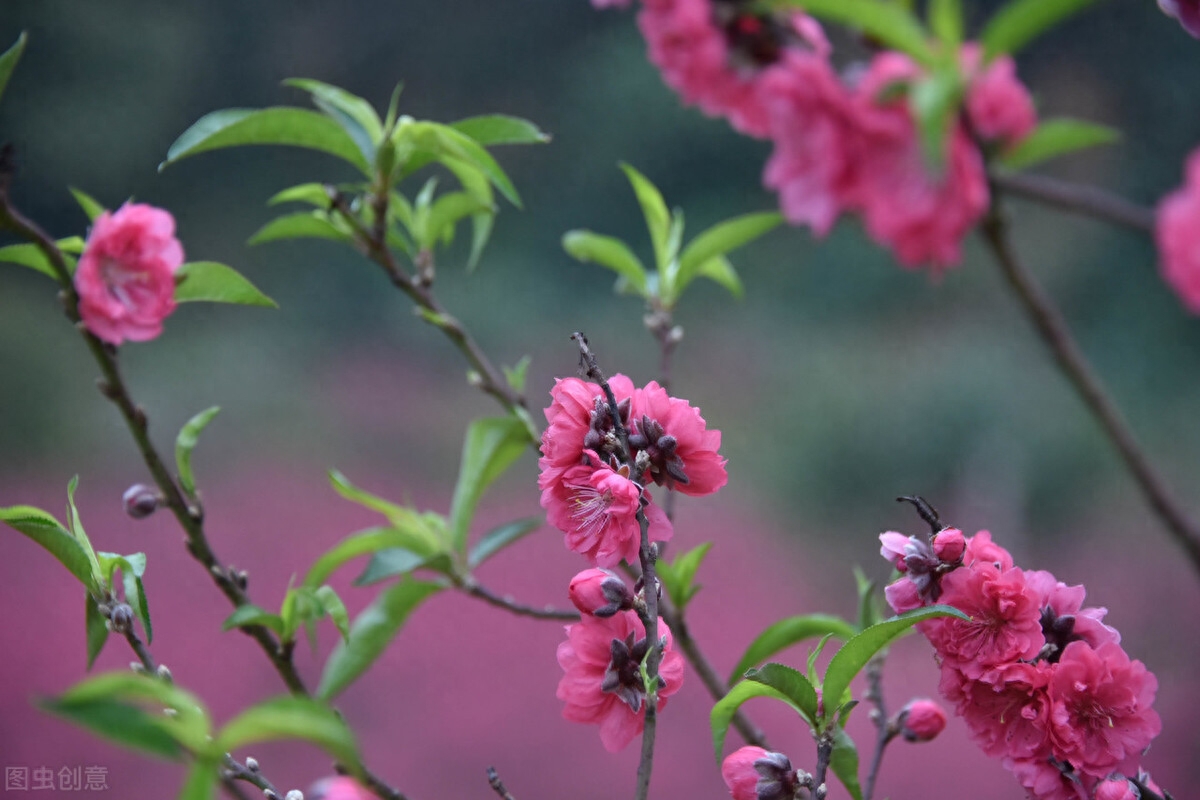 一架葡萄藤，一盏孤灯，一卷诗书，炎炎夏日里如汩汩清泉带来清凉(图10)