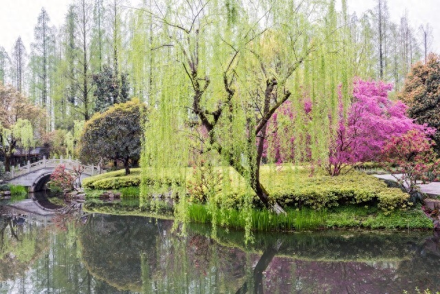 一架葡萄藤，一盏孤灯，一卷诗书，炎炎夏日里如汩汩清泉带来清凉(图14)