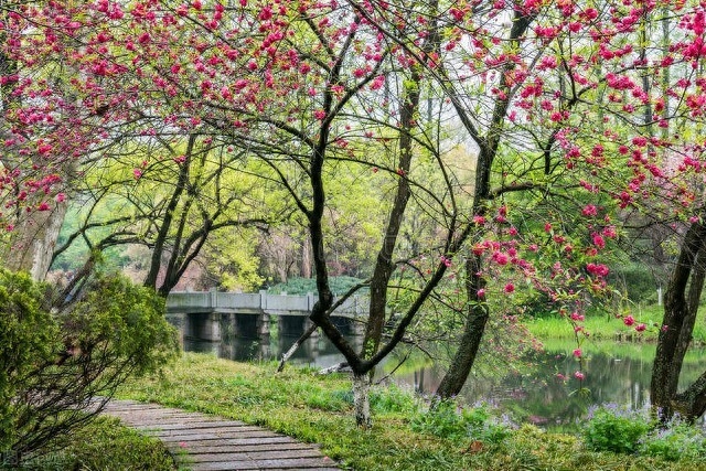 一架葡萄藤，一盏孤灯，一卷诗书，炎炎夏日里如汩汩清泉带来清凉(图15)