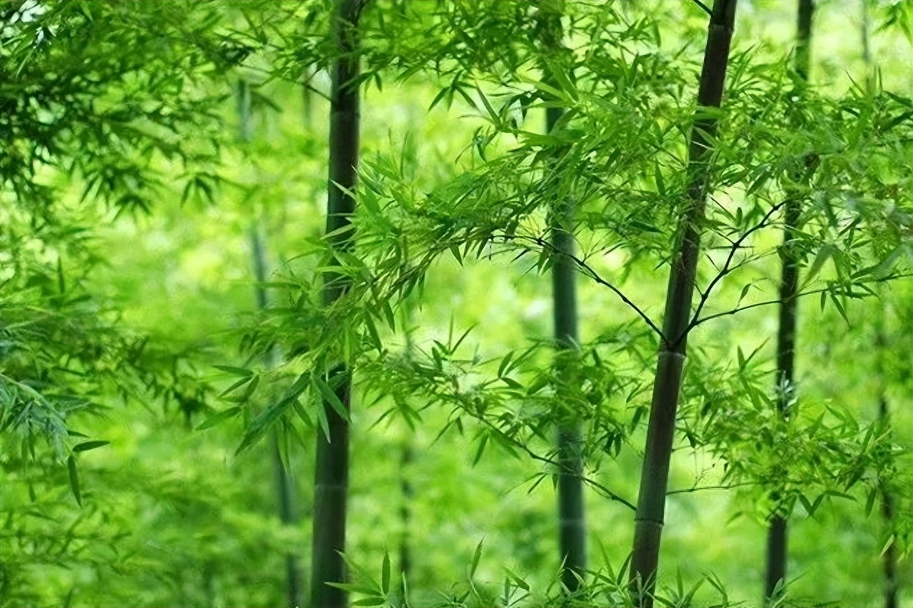 诗词丨清风朗月鸣蝉，纳凉赏月尽欢(图1)