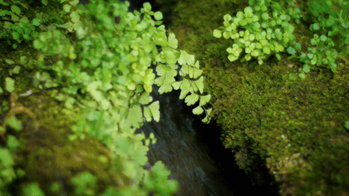 诗词丨清风朗月鸣蝉，纳凉赏月尽欢(图3)