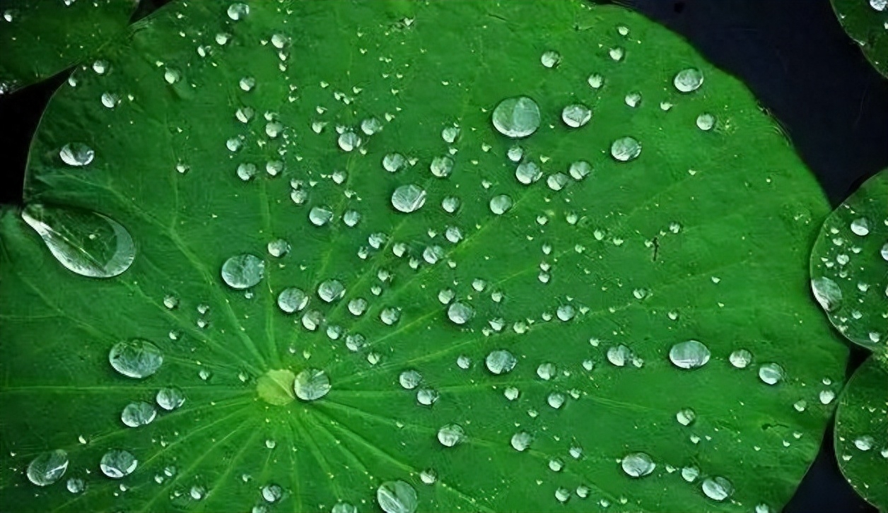 诗词丨清风朗月鸣蝉，纳凉赏月尽欢(图6)