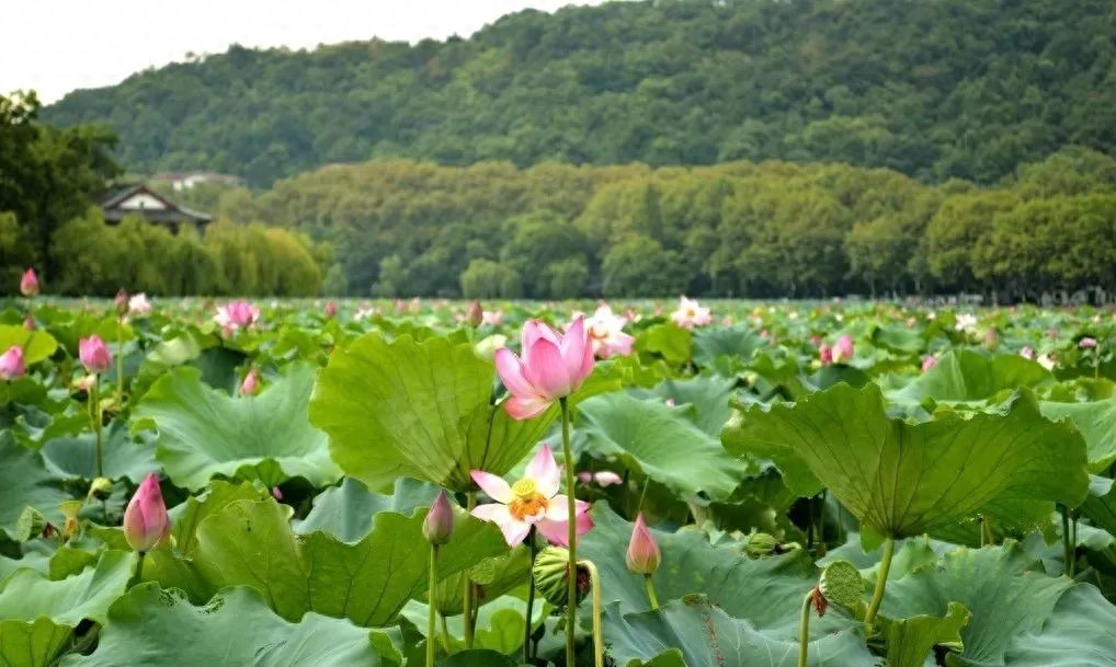 诗词丨清风朗月鸣蝉，纳凉赏月尽欢(图8)