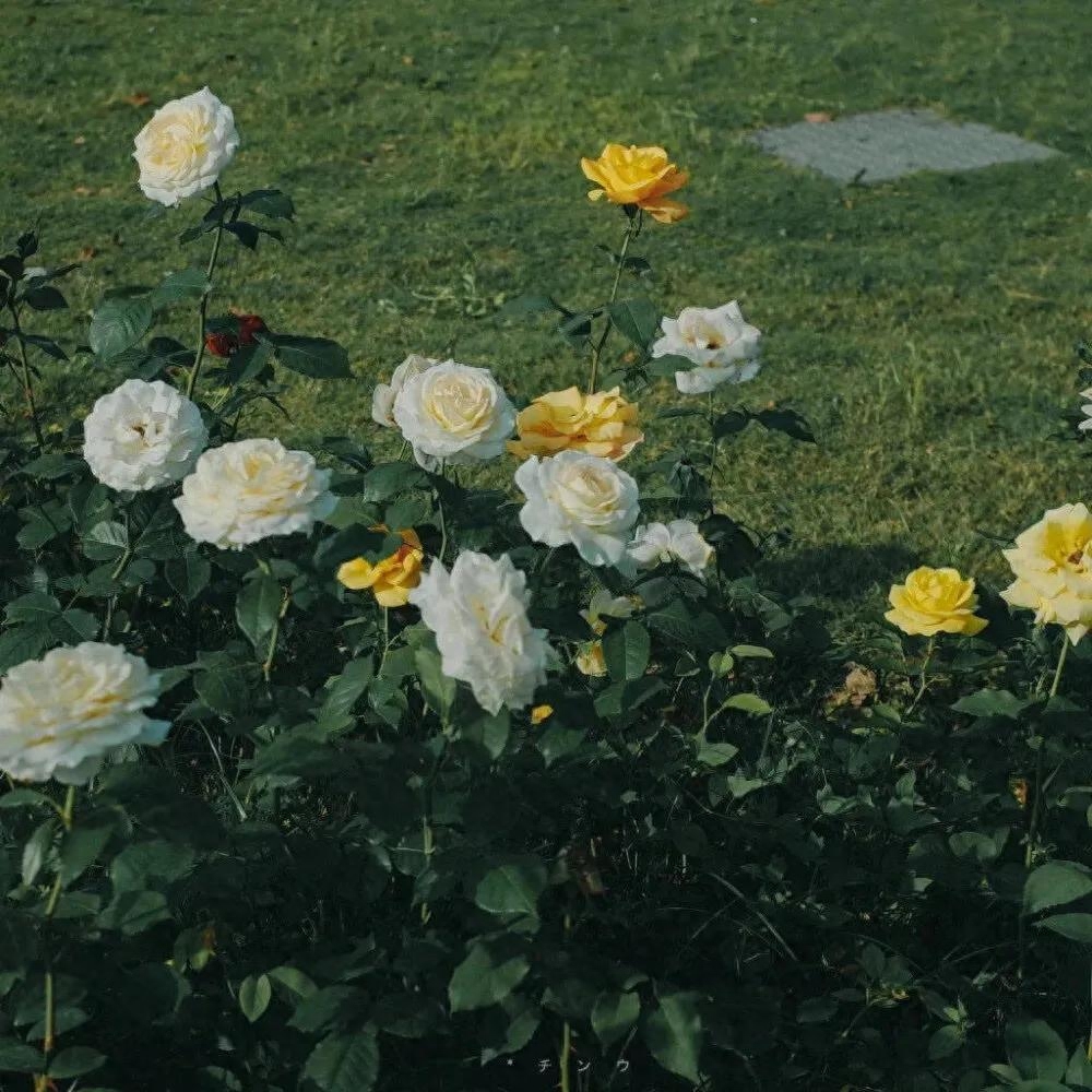 适用于去打卡景点的文案(图3)